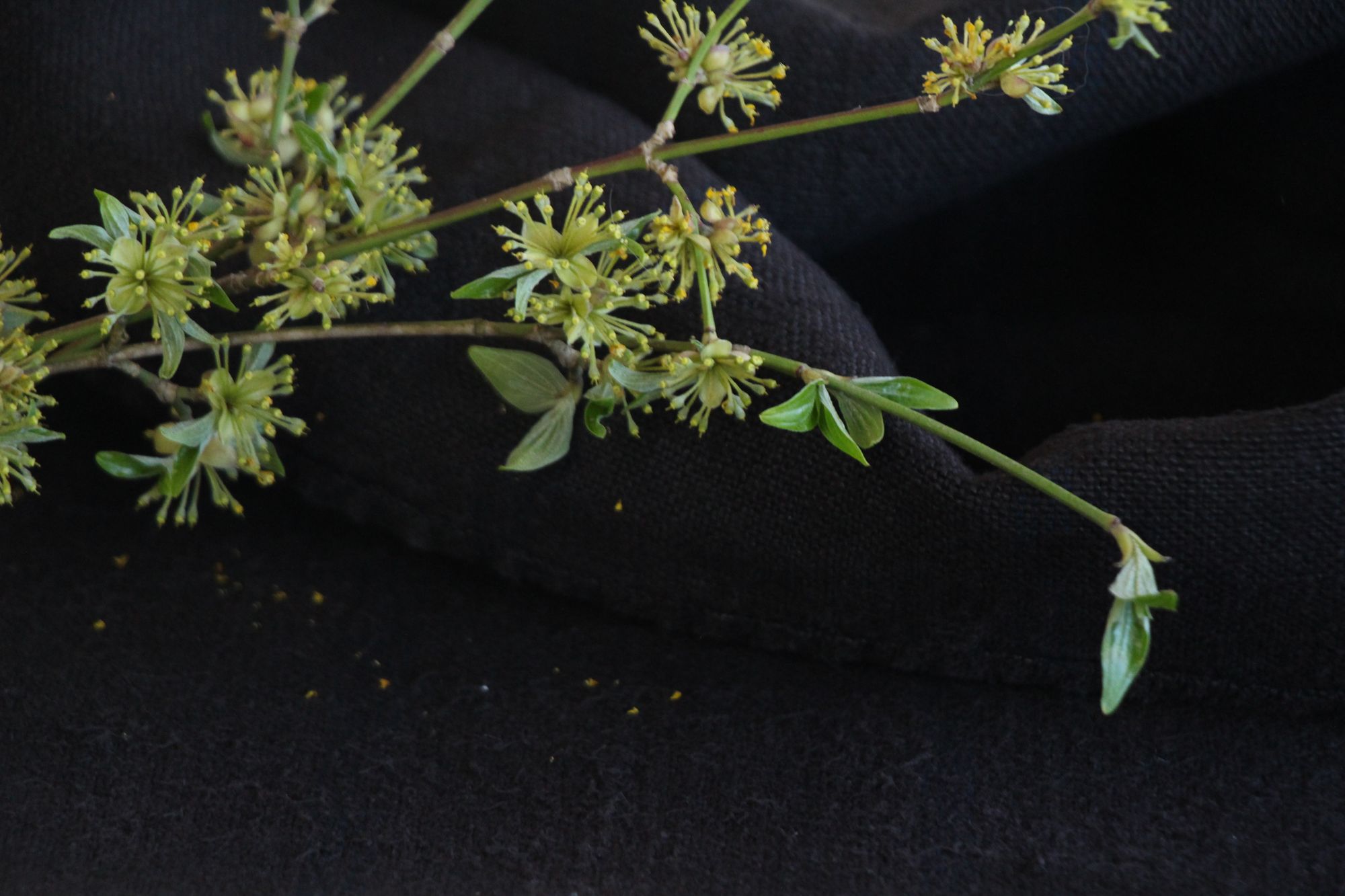 antique linen grainsack, rustical, pillow fabric, durable, colored charcoal, Wabi Sabi, L861 - Image 2