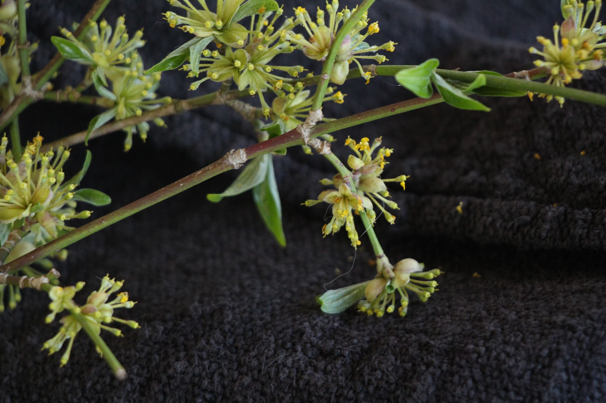 antique linen grainsack, rustical, pillow fabric, durable, colored charcoal, Wabi Sabi, L859 - Image 8