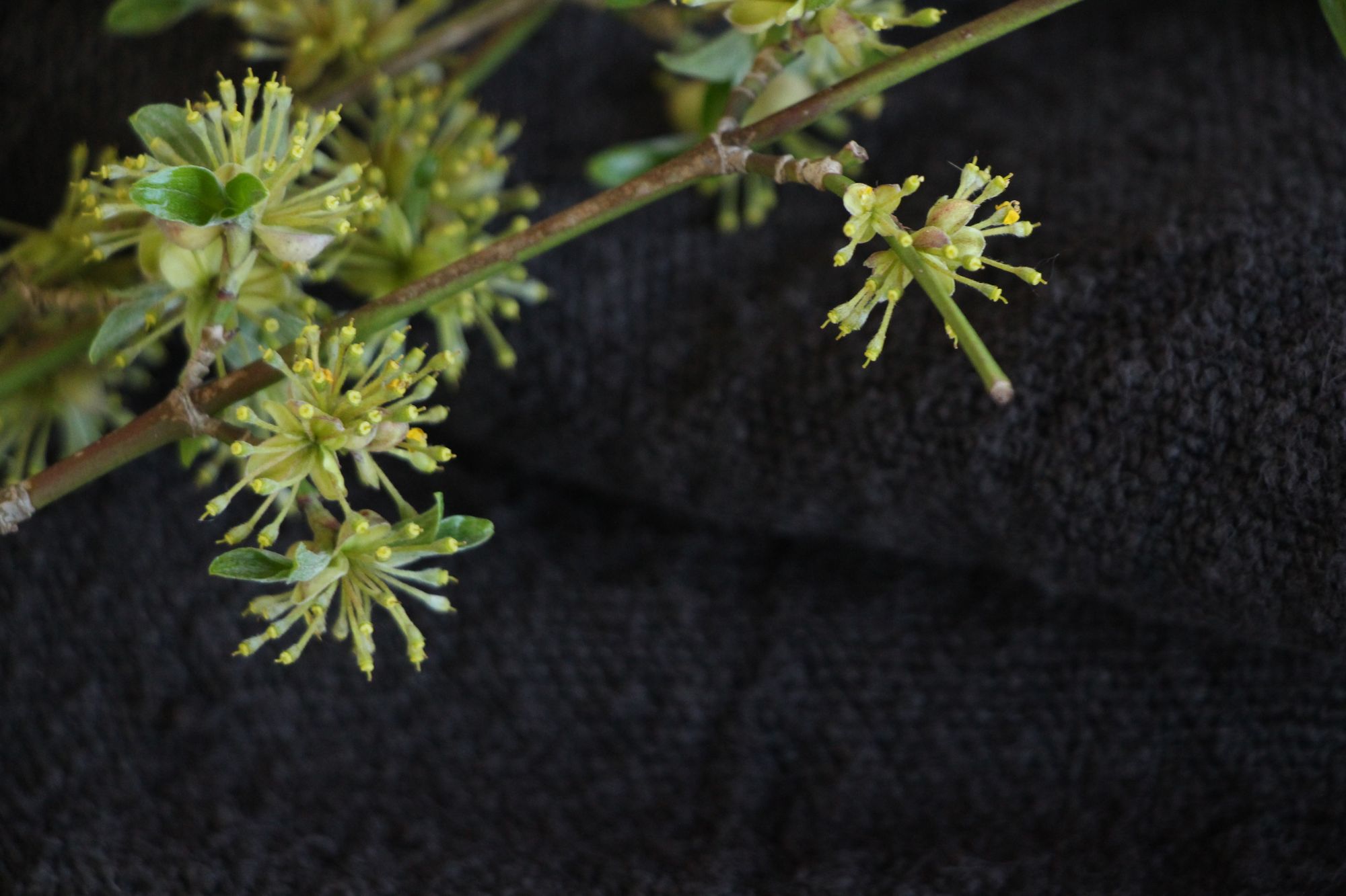 antique linen grainsack, rustical, pillow fabric, durable, colored charcoal, Wabi Sabi, L859 - Image 7